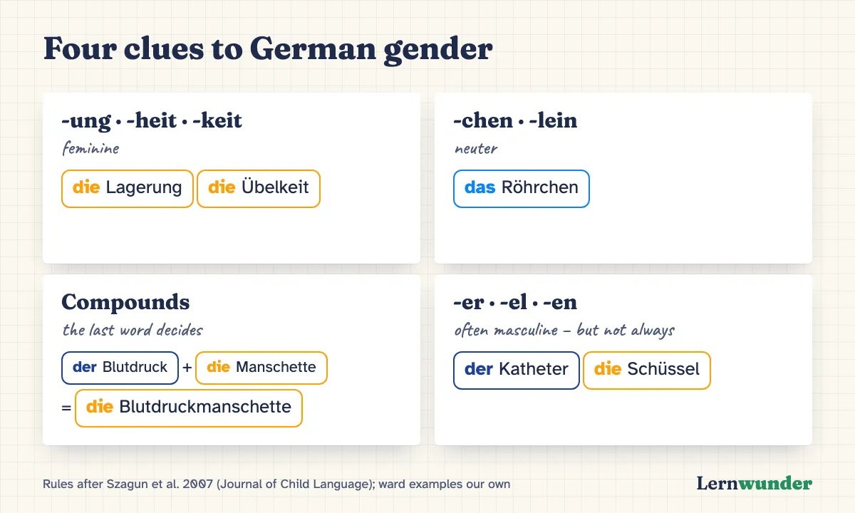 Chart: Four clues to German gender with ward examples. -ung, -heit, -keit are feminine (die Lagerung). -chen is neuter (das Röhrchen). Compounds follow their last part (die Blutdruckmanschette). -er, -el are often masculine, but not always (der Katheter, die Schüssel).